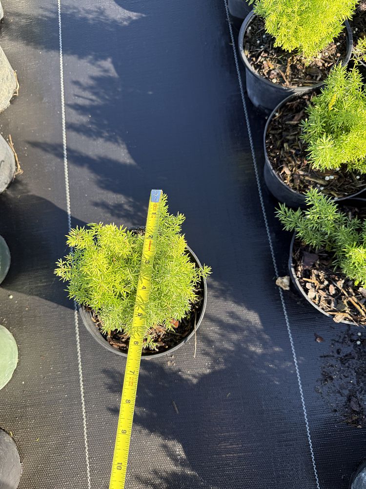 asparagus-densiflorus-meyerii-foxtail-fern-asparagus-densiflorus-myers