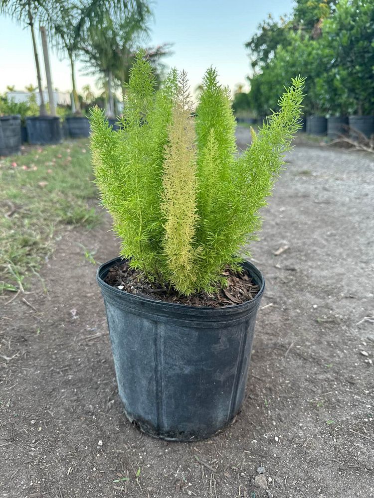 asparagus-densiflorus-meyerii-foxtail-fern-asparagus-densiflorus-myers