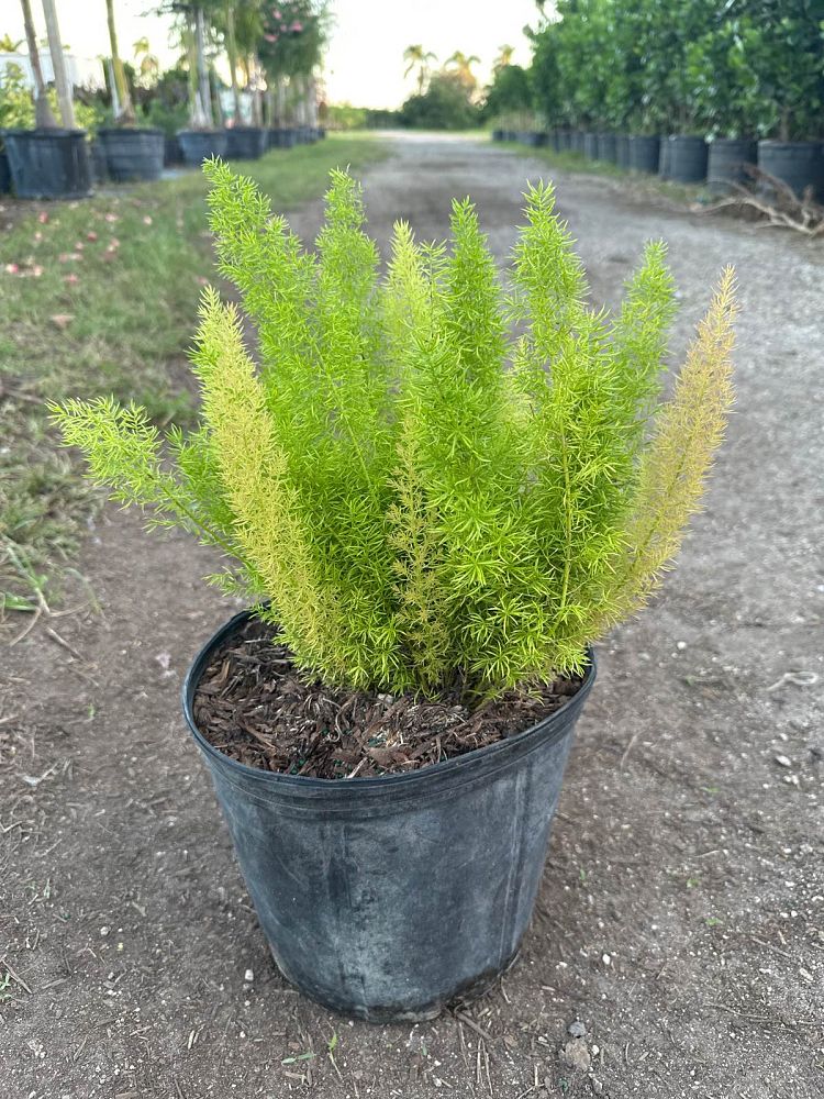 asparagus-densiflorus-meyerii-foxtail-fern-asparagus-densiflorus-myers