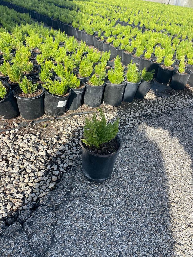 asparagus-densiflorus-meyerii-foxtail-fern-asparagus-densiflorus-myers