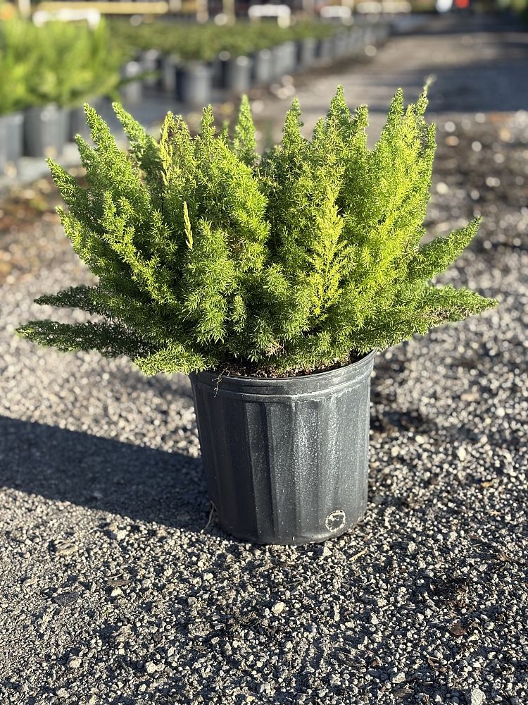 asparagus-densiflorus-meyerii-foxtail-fern-asparagus-densiflorus-myers