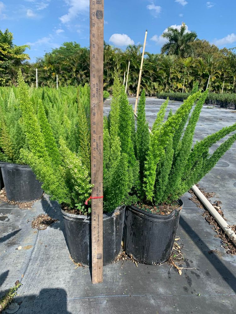 asparagus-densiflorus-meyerii-topiary-cone-foxtail-fern