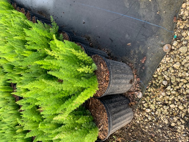 asparagus-densiflorus-meyerii-topiary-cone-foxtail-fern