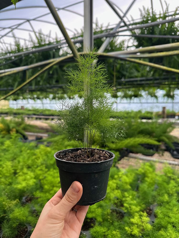 asparagus-densiflorus-ming-myriocladus-asparagus-fern
