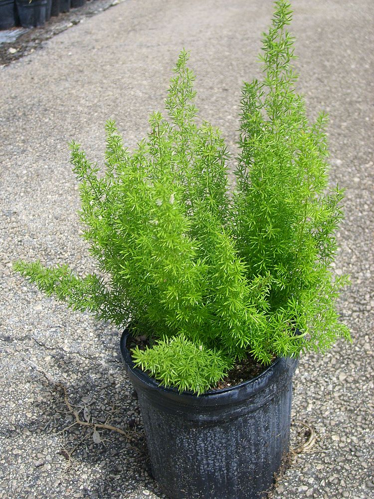 Asparagus densiflorus �Myers�, Foxtail Fern