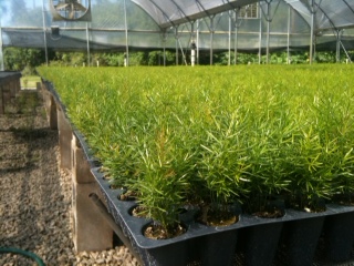 asparagus-densiflorus-sprengeri-fern-asparagus-fern