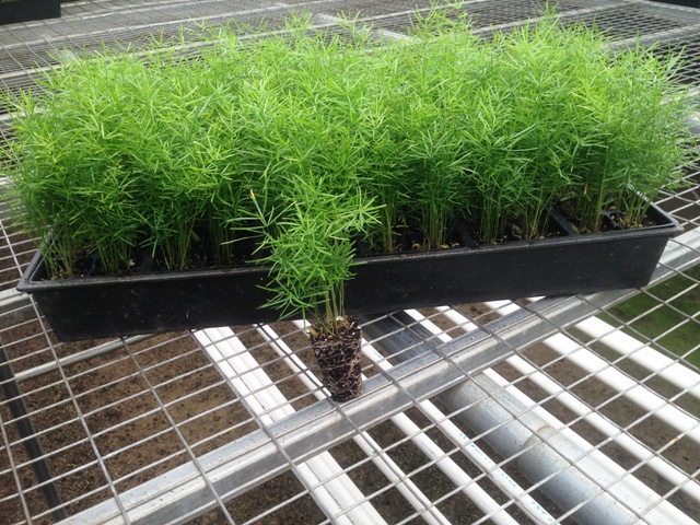 asparagus-densiflorus-sprengeri-fern-asparagus-fern