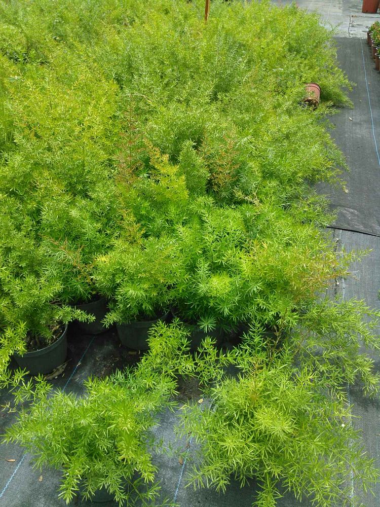 asparagus-densiflorus-sprengeri-fern-asparagus-fern