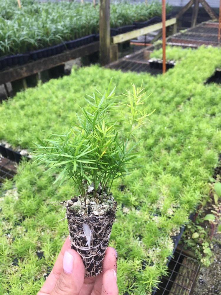 asparagus-densiflorus-sprengeri-fern-asparagus-fern