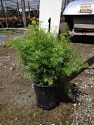 asparagus-densiflorus-sprengeri-fern-asparagus-fern