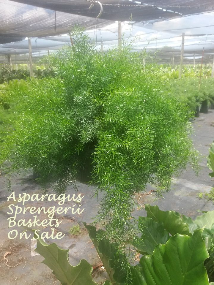 asparagus-densiflorus-sprengeri-fern-asparagus-fern