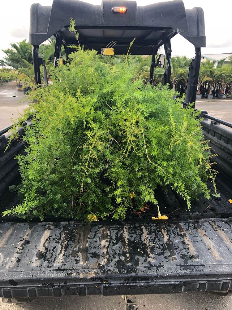 asparagus-densiflorus-sprengeri-fern-asparagus-fern