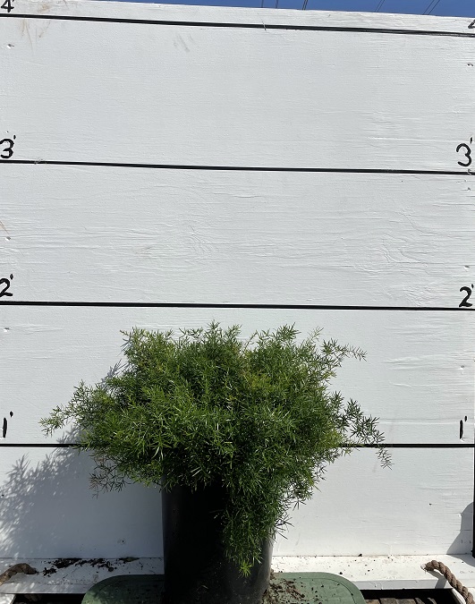 asparagus-densiflorus-sprengeri-fern-asparagus-fern