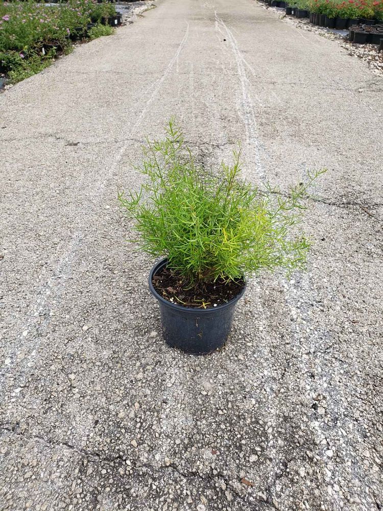 asparagus-densiflorus-sprengeri-fern-asparagus-fern