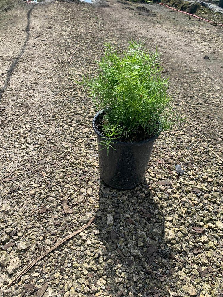 asparagus-densiflorus-sprengeri-fern-asparagus-fern