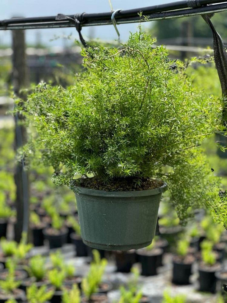 asparagus-densiflorus-sprengeri-fern-asparagus-fern