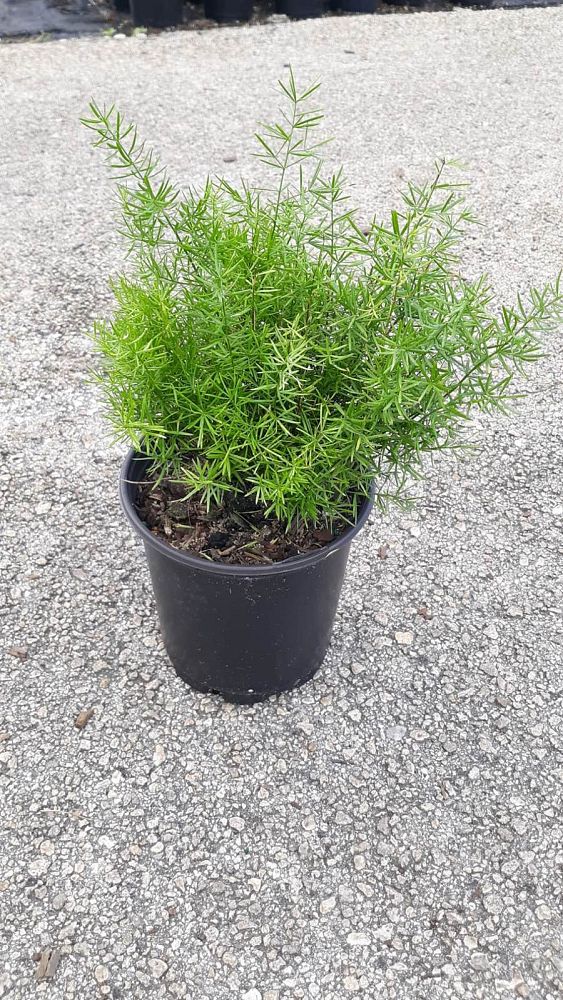 asparagus-densiflorus-sprengeri-fern-asparagus-fern