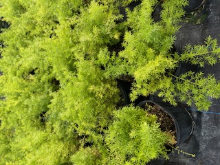asparagus-densiflorus-sprengeri-fern-asparagus-fern