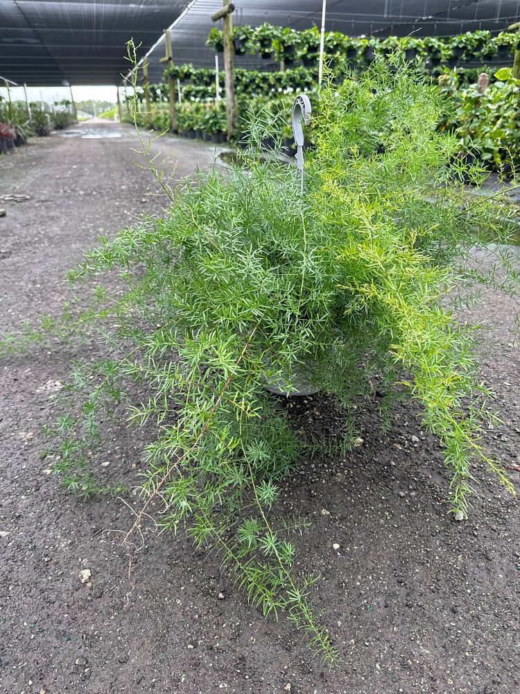 asparagus-densiflorus-sprengeri-fern-asparagus-fern
