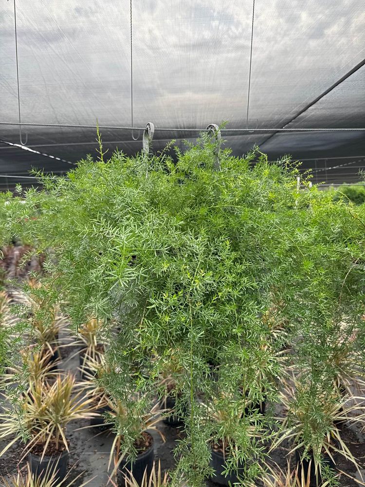 asparagus-densiflorus-sprengeri-fern-asparagus-fern