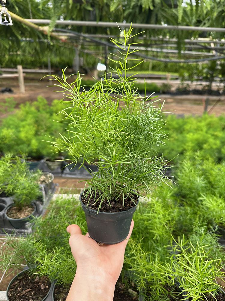 asparagus-densiflorus-sprengeri-fern-asparagus-fern