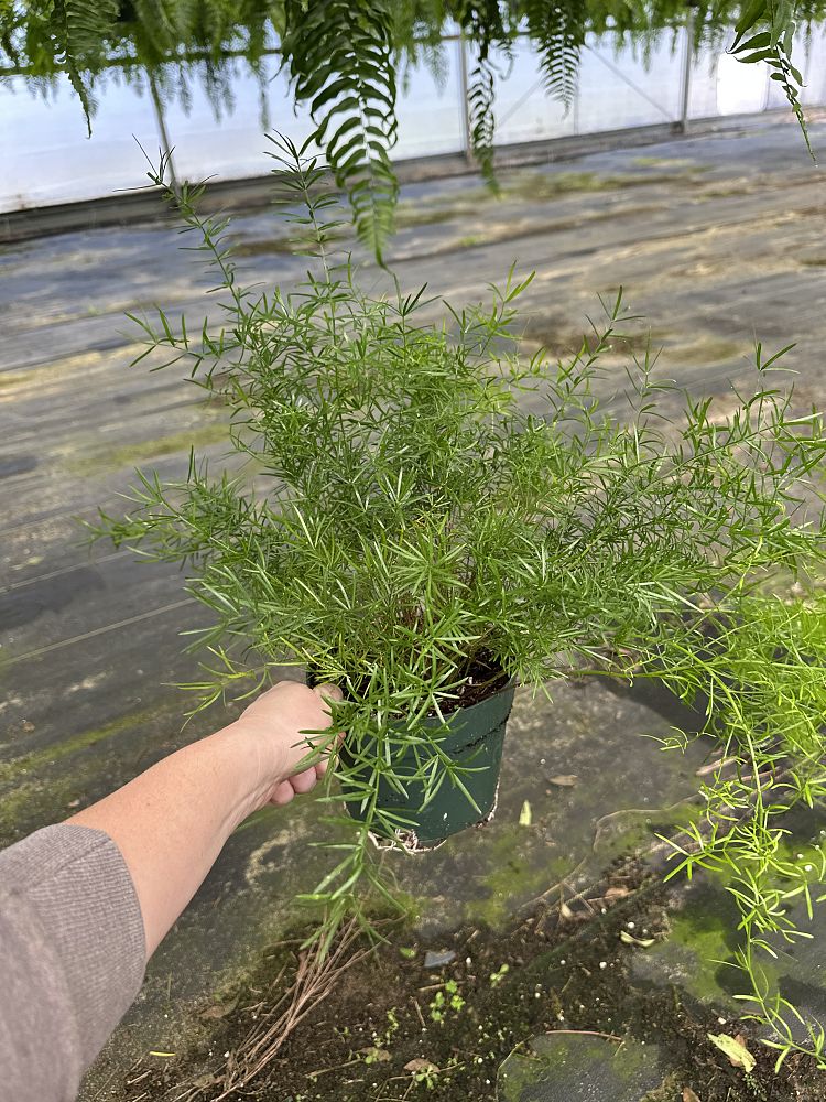 asparagus-densiflorus-sprengeri-fern-asparagus-fern