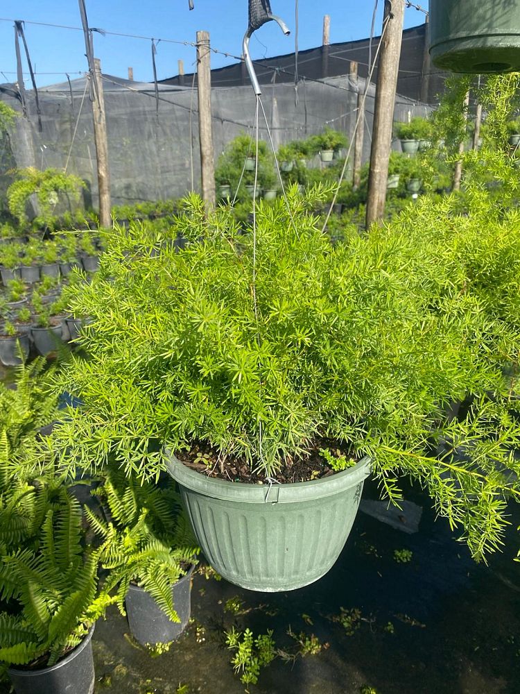 asparagus-densiflorus-sprengeri-fern-asparagus-fern