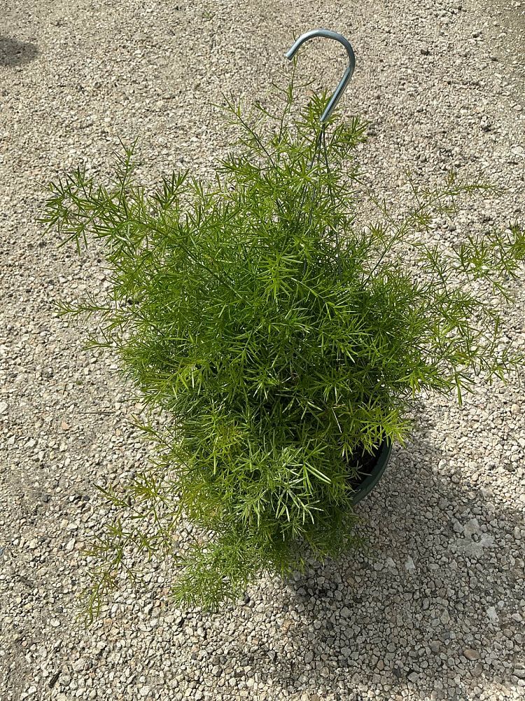 asparagus-densiflorus-sprengeri-fern-asparagus-fern
