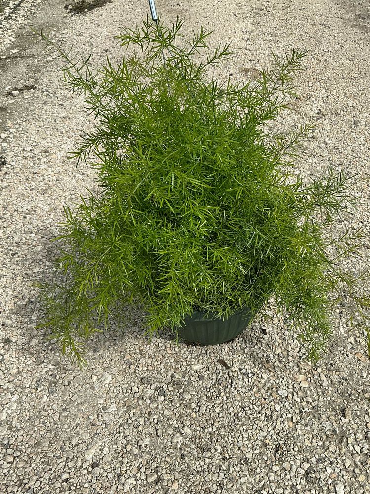 asparagus-densiflorus-sprengeri-fern-asparagus-fern