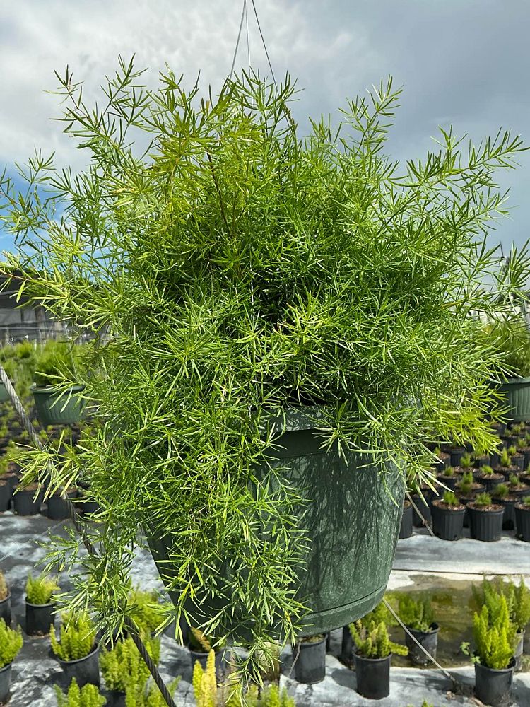 asparagus-densiflorus-sprengeri-fern-asparagus-fern