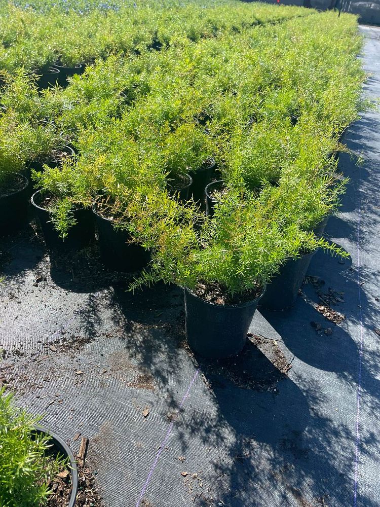 asparagus-densiflorus-sprengeri-fern-asparagus-fern