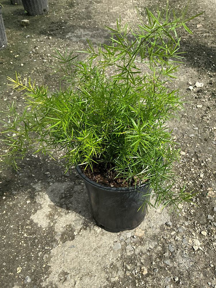 asparagus-densiflorus-sprengeri-fern-asparagus-fern