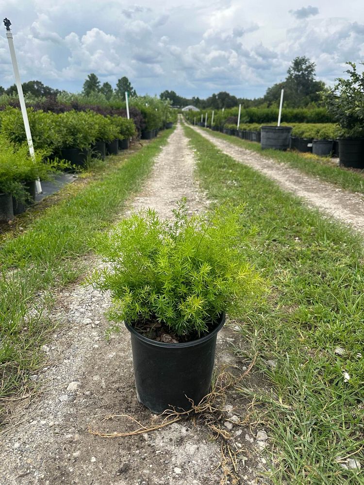 asparagus-densiflorus-sprengeri-fern-asparagus-fern