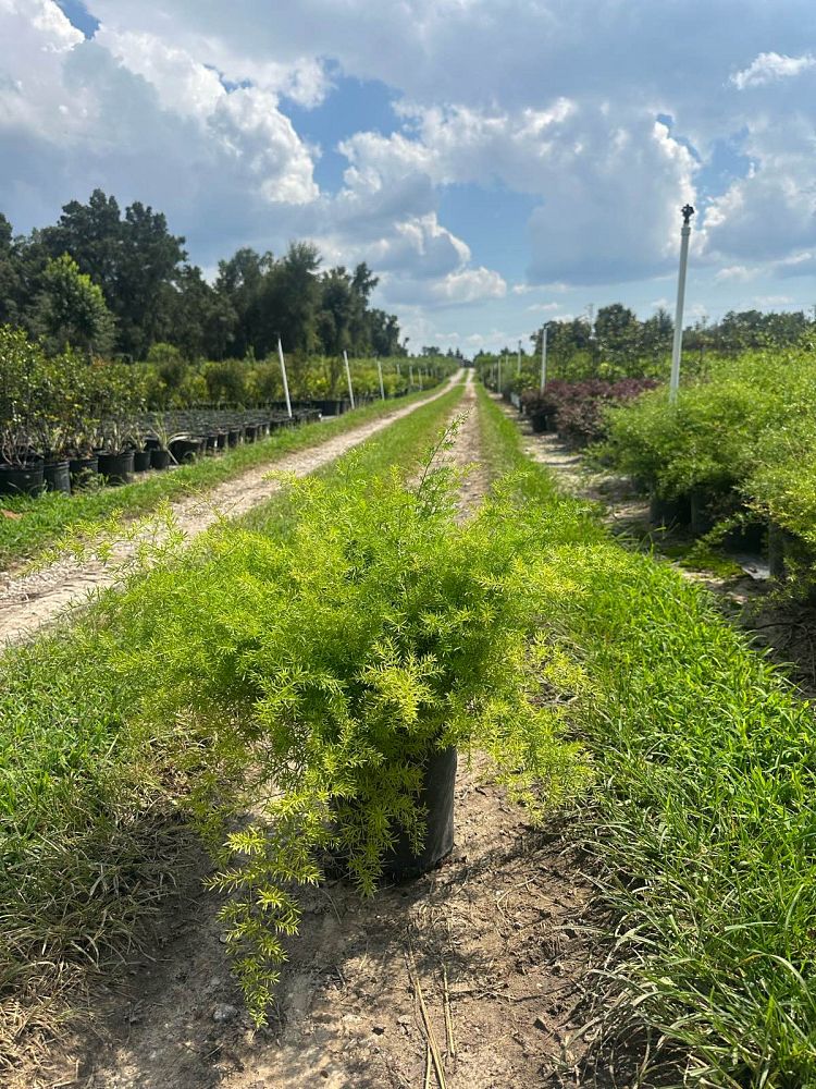 asparagus-densiflorus-sprengeri-fern-asparagus-fern