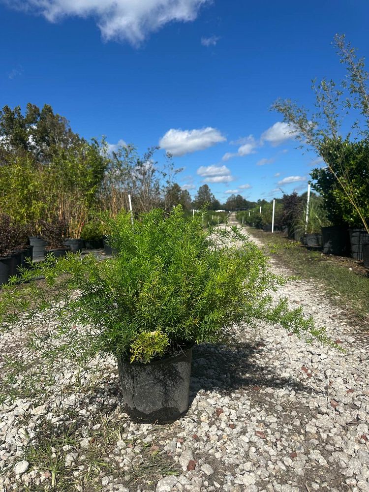 asparagus-densiflorus-sprengeri-fern-asparagus-fern