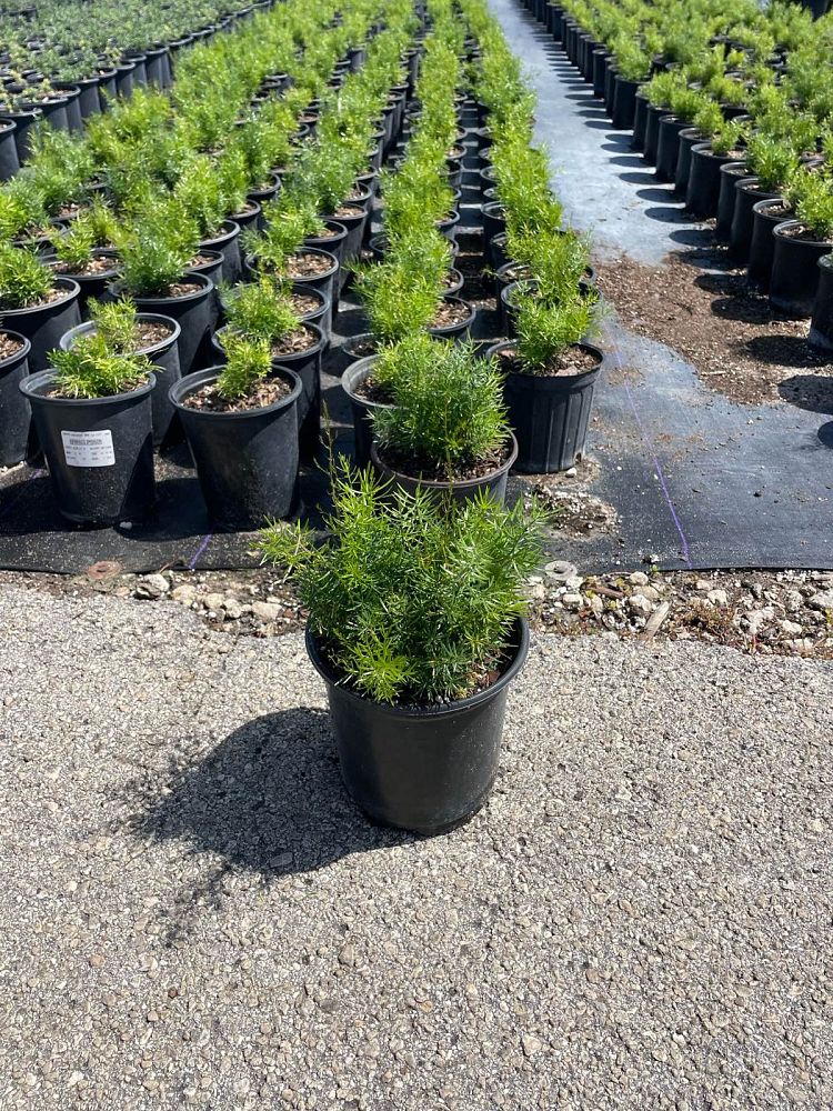 asparagus-densiflorus-sprengeri-fern-asparagus-fern