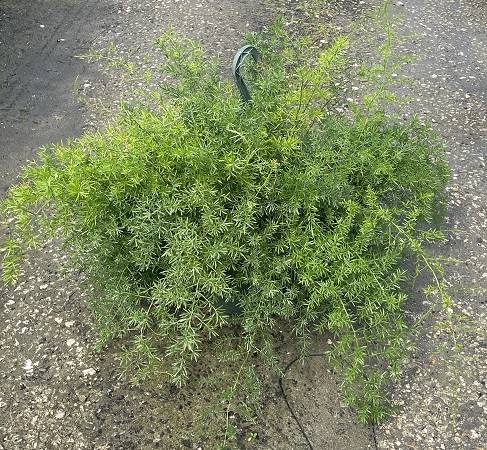 asparagus-densiflorus-sprengeri-fern-asparagus-fern