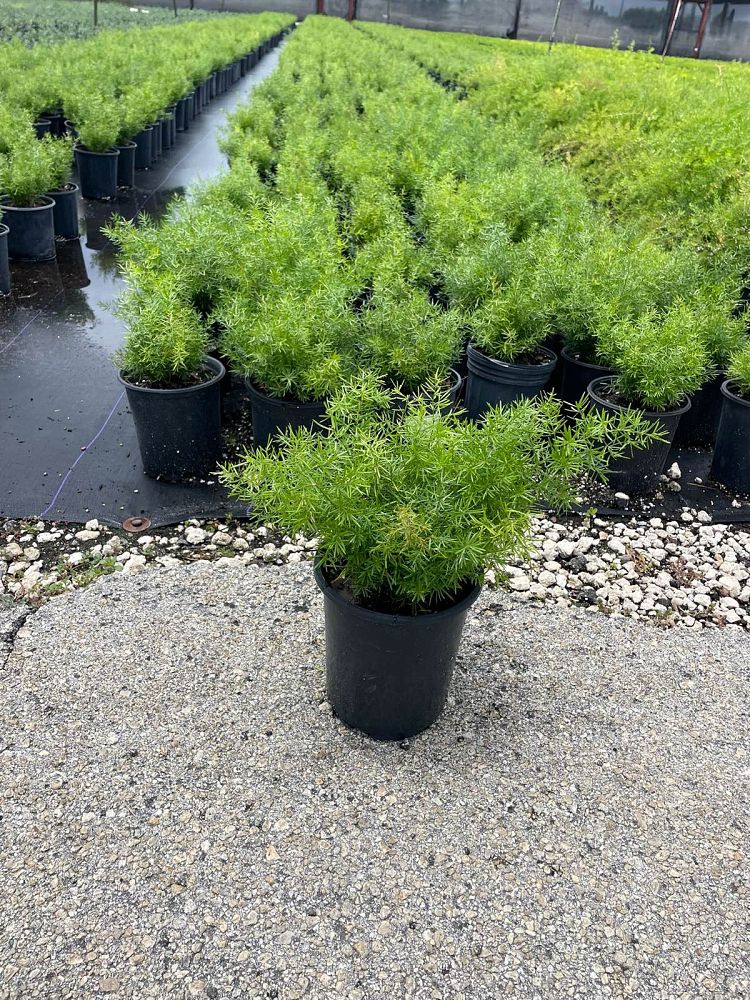 asparagus-densiflorus-sprengeri-fern-asparagus-fern