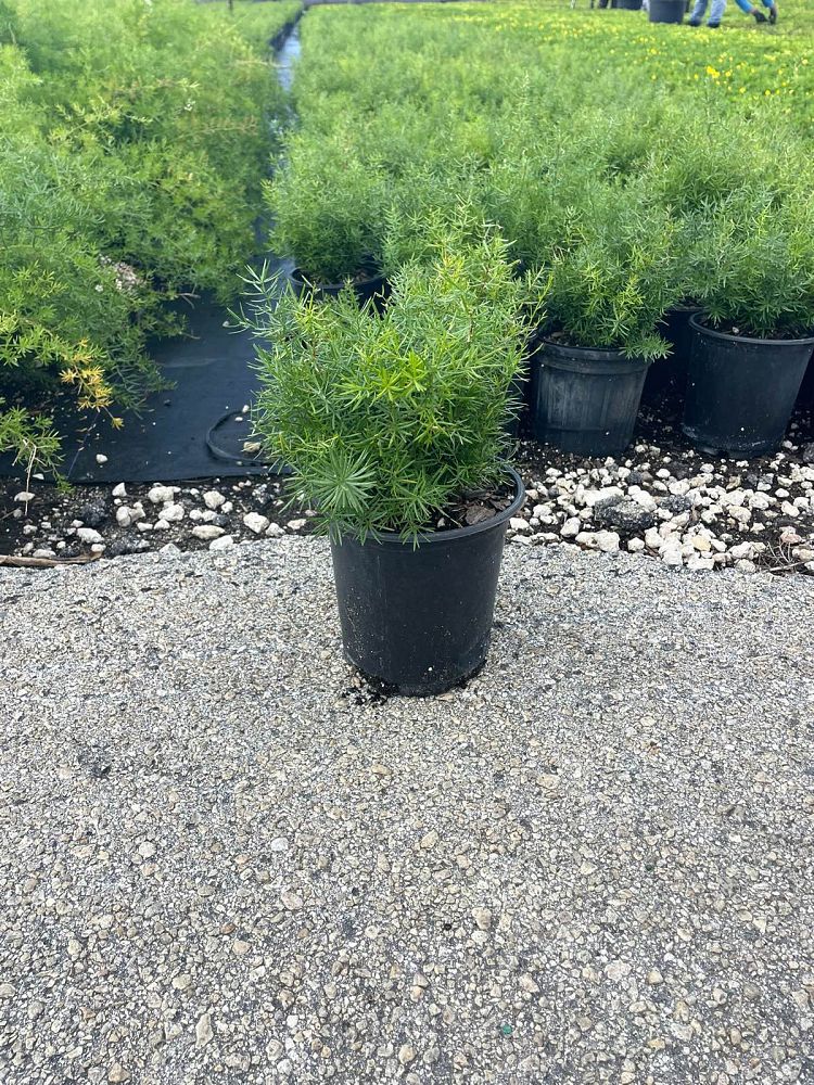 asparagus-densiflorus-sprengeri-fern-asparagus-fern