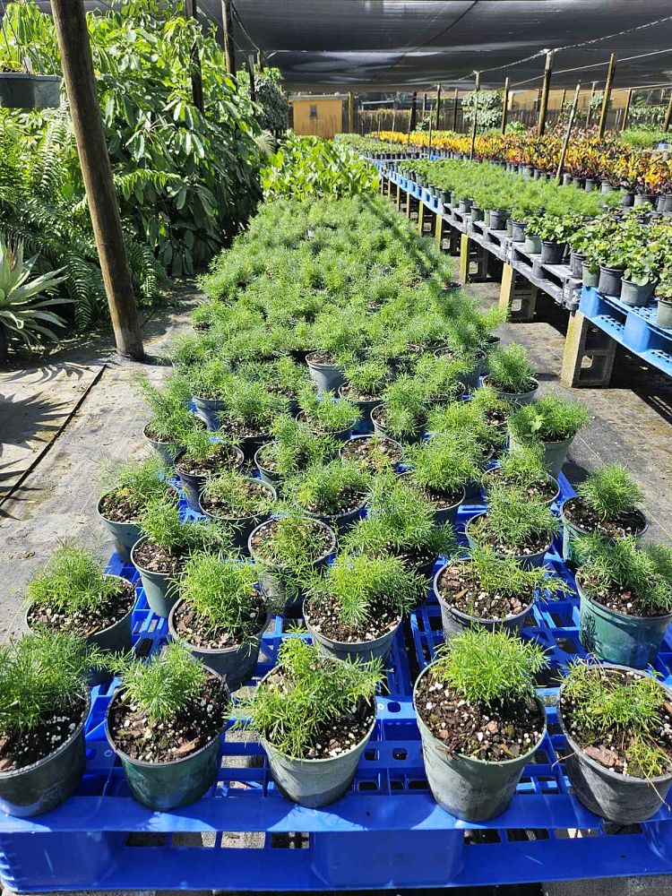asparagus-densiflorus-sprengeri-fern-asparagus-fern