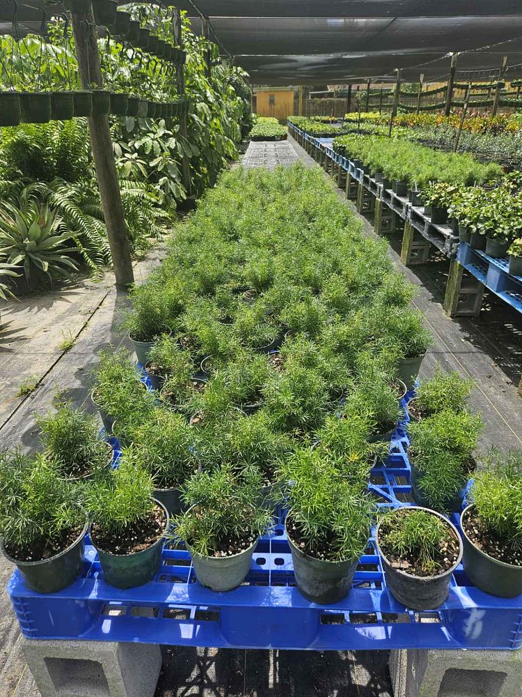 asparagus-densiflorus-sprengeri-fern-asparagus-fern
