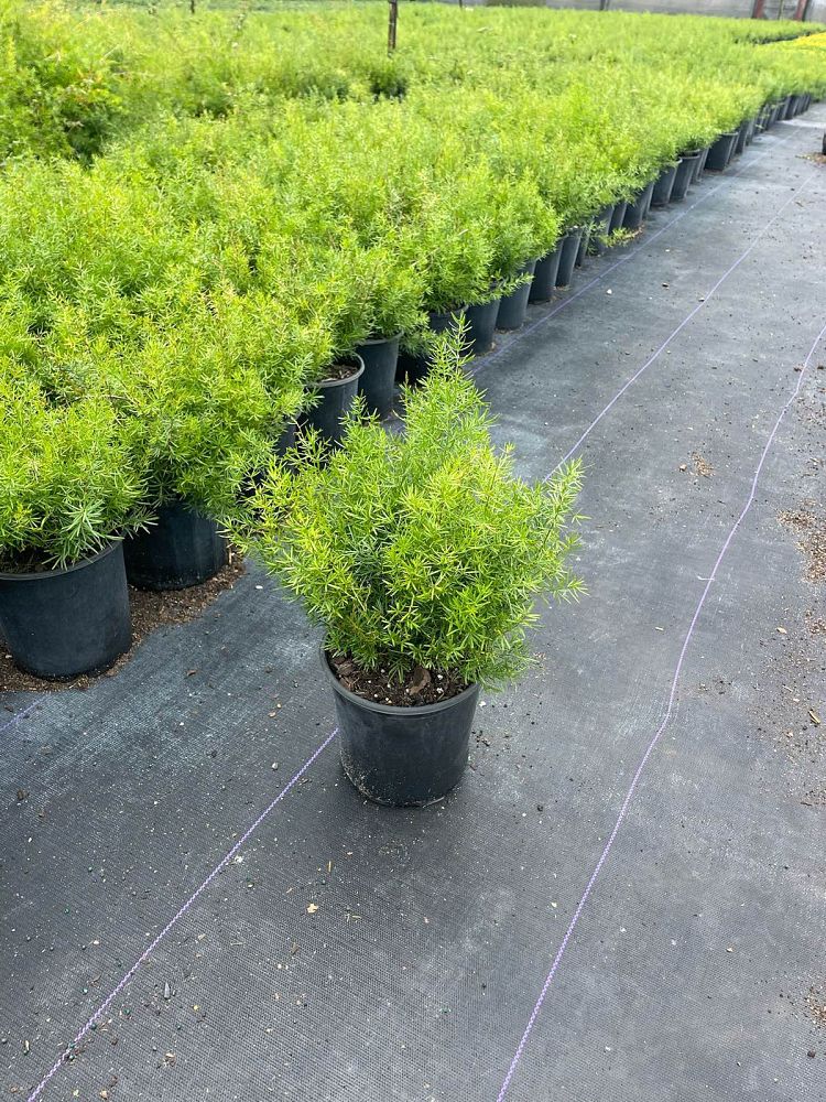 asparagus-densiflorus-sprengeri-fern-asparagus-fern
