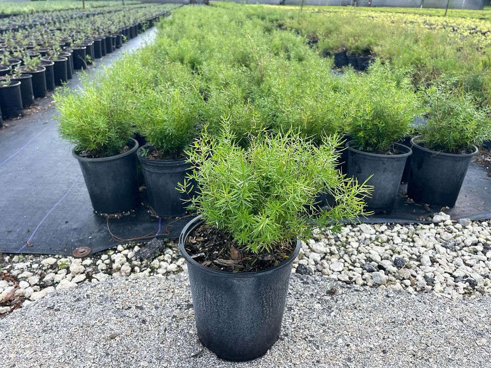 asparagus-densiflorus-sprengeri-fern-asparagus-fern