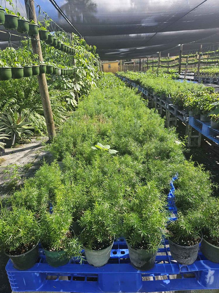 asparagus-densiflorus-sprengeri-fern-asparagus-fern