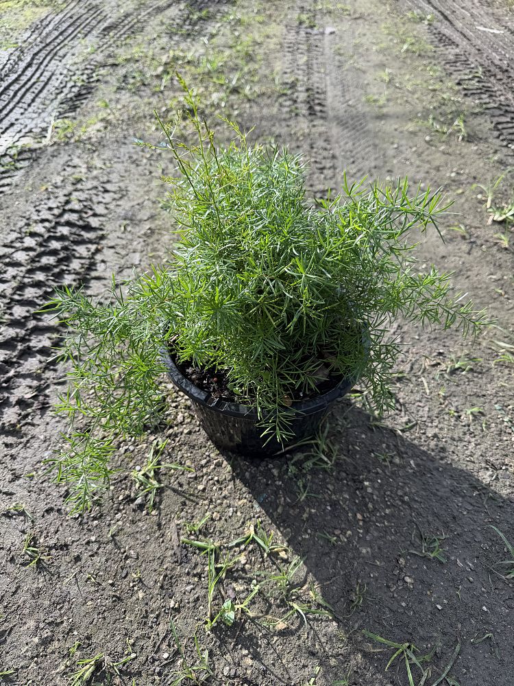 asparagus-densiflorus-sprengeri-fern-asparagus-fern