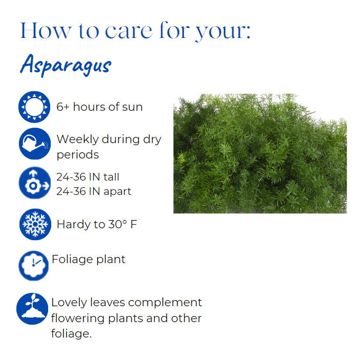 asparagus-densiflorus-topiary-cone-sprengeri-foxtail-fern