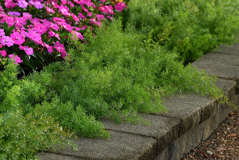 asparagus-densiflorus-topiary-cone-sprengeri-foxtail-fern