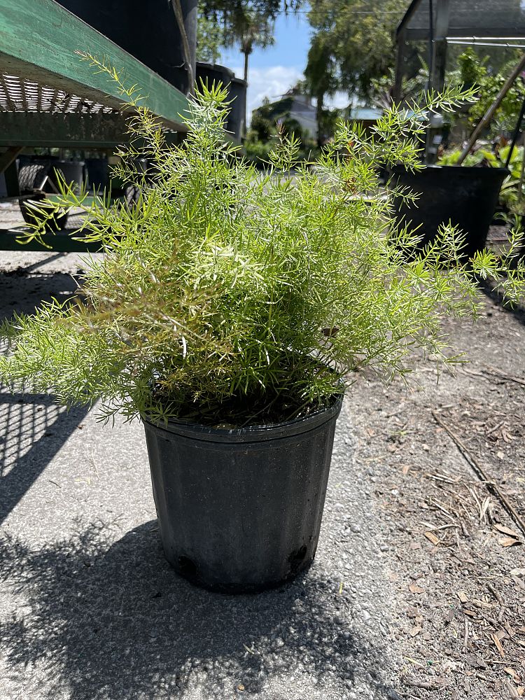 asparagus-denudatus-asparagus-fern