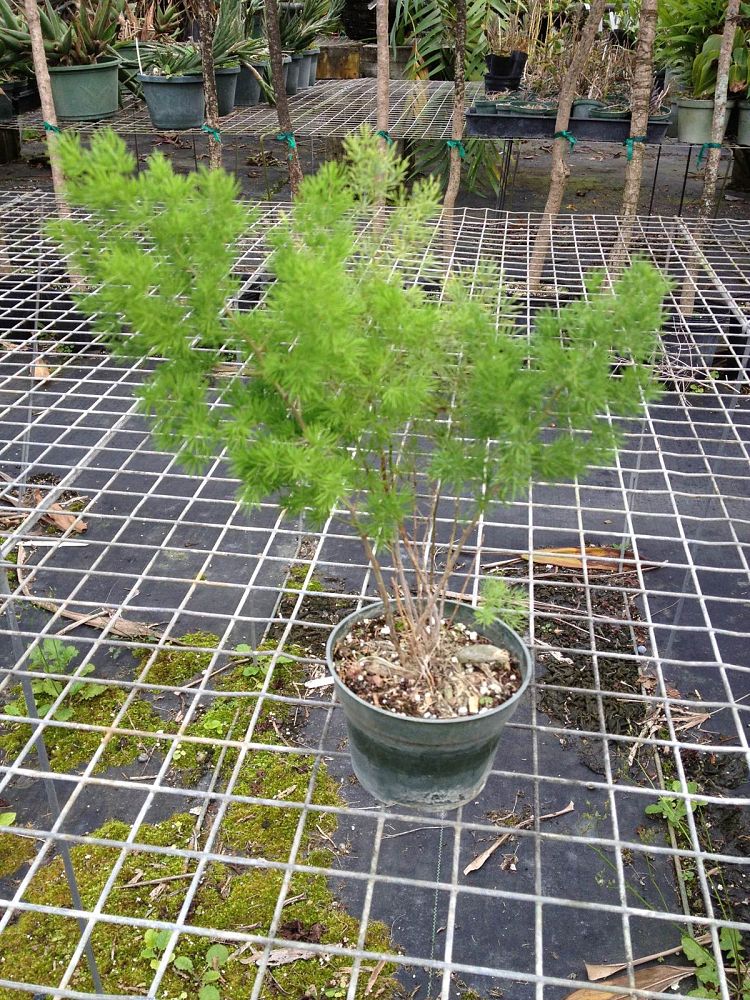 asparagus-macowanii-ming-fern-asparagus-retrofractus