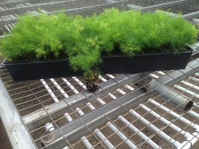 asparagus-macowanii-ming-fern-asparagus-retrofractus